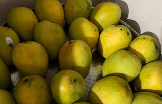 ਮੈਗਨੇਸ਼ੀਅਮ ਸਲਫੇਟ ਆਮ ਤੌਰ ‘ਤੇ ਸਾਰੇ ਪੌਦਿਆਂ ਵਿੱਚ ਮਿਲਾਉਣ ਲਈ ਕੰਮ ਆਉਂਦਾ ਹੈ। ਪਰ ਜੇਕਰ ਇਸ ਨੂੰ ਅੰਬ ਦੀ ਫਸਲ ਵਿੱਚ ਮਿਲਾਇਆ ਜਾਵੇ ਤਾਂ ਅੰਬ ਆਮ ਨਾਲੋਂ ਹੋਰ ਮਿੱਠਾ ਹੋ ਜਾਂਦਾ ਹੈ।