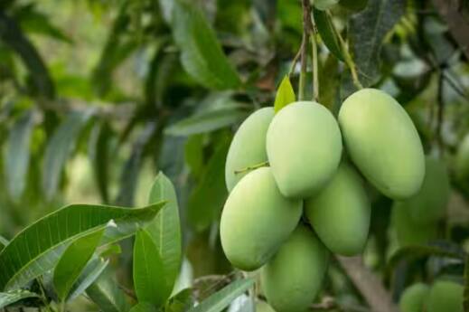 ਅੰਬ ਲਈ ਭਾਵੇਂ ਮਿੱਟੀ ਨਮੀ ਵਾਲੀ ਹੋਵੇ ਜਾਂ ਭਾਰੀ, ਮੈਗਨੀਸ਼ੀਅਮ ਸਲਫੇਟ ਦੀ ਨਿਸ਼ਚਿਤ ਮਾਤਰਾ ਵਿੱਚ ਵਰਤੋਂ ਕਰਨੀ ਚਾਹੀਦੀ ਹੈ। ਜ਼ਿਆਦਾ ਵਰਤੋਂ ਨਾਲ ਫ਼ਸਲ ਦਾ ਨੁਕਸਾਨ ਹੋ ਸਕਦਾ ਹੈ।