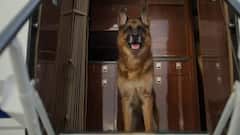 Dogs tell about stress:इंसान की सांस सूंघकर कुत्ते बताएंगे तनाव की स्थिति, वैज्ञानिकों ने नए शोध में किया दावा