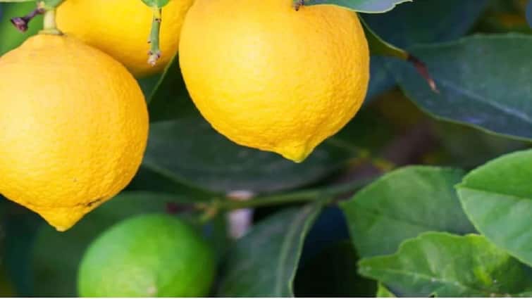 350 percent hike in lemon prices in Indian market temperature heat news weather karnatka  उन्हाचा चटका वाढला, बाजारात लिंबाला झळाळी; दरात झाली 350 टक्क्यांची वाढ