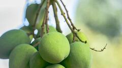 Raw Mango Dishes: மாங்காய் சீசன் வந்தாச்சு! மாங்காய் சாதம் செய்து சாப்பிடுங்க!
