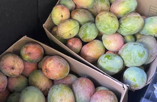 ਅੰਬ ਨੂੰ ਬੀਜਣ ਵੇਲੇ ਇਸ ਦੀ ਵਰਤੋਂ ਕੀਤੀ ਜਾਂਦੀ ਹੈ ਜਾਂ ਫਿਰ ਪੌਦੇ ‘ਤੇ ਛਿੜਕਾਅ ਦੇ ਤੌਰ ‘ਤੇ ਵੀ ਇਸ ਦੀ ਵਰਤੋਂ ਕਰ ਸਕਦੇ ਹੋ।