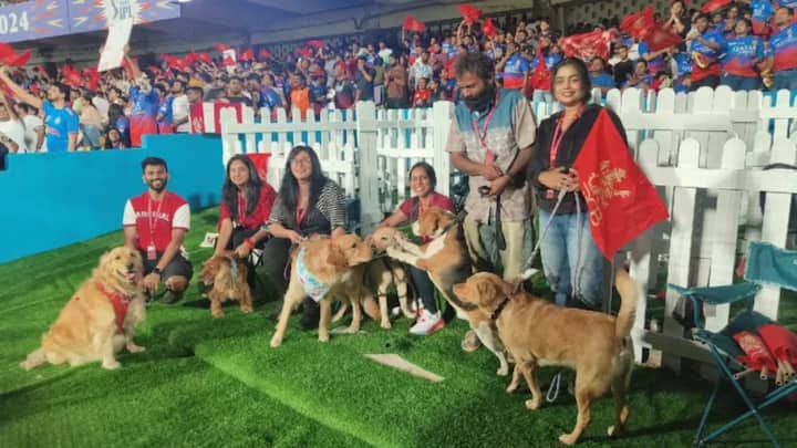 rcb franchise starts dog out zone to increase fanbase at chinnaswamy stadium ipl 2024 IPL 2024: दर्शकों को स्टेडियम लाने के लिए RCB की अनोखी पहल, अब कुत्ते भी लेंगे मैच का आनंद