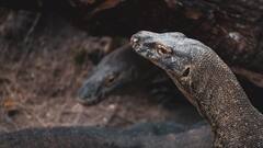 Monitor lizards: ये है भारत की सबसे बड़ी छिपकली, जानें इसके जहर को लेकर एक्सपर्ट ने क्या कहा