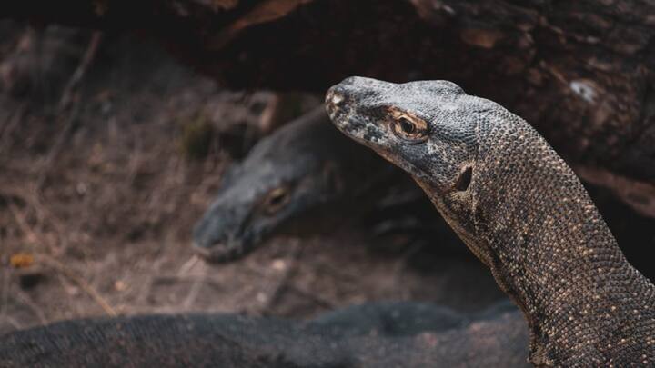 मॉनिटर लिजार्ड या फिर विषखोपड़ा/ गोह के बारे में वाइल्ड लाइफ ट्रस्ट ऑफ इंडिया की बायोलॉजिस्ट प्रांजलि भुजबल ने एक मीडिया संस्था से बातचीत में बताया कि भारत में प्रमुख तौर पर मॉनिटर लिजार्ड की 4 प्रजातियां पाई जाती हैं. जो बंगाल मॉनिटर, येलो मॉनिटर, वॉटर और डेजर्ट मॉनिटर लिजार्ड हैं.