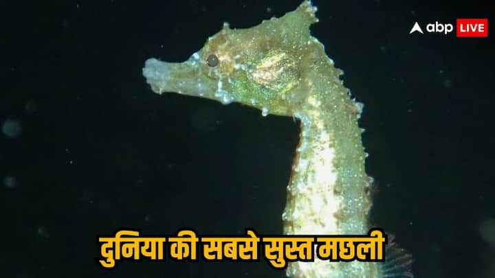 Slowest Fish: मछलियां सामान्य तौर पर पानी में काफी तेजी से दौड़ती है. लेकिन क्या आपको दुनिया की सबसे स्लो मछली के बारे में पता है. जिसे दुनिया की सबसे सुस्त मछली भी कहा जाता है. कितनी है इसकी रफ्तार?