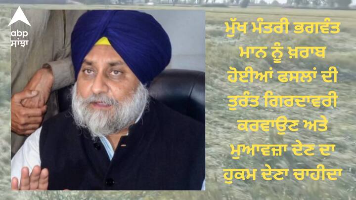 Sukhbir badal said CM BhagwantMann should order a girdwari to assess damage to the wheat crop Punjab news: ਬੇਮੌਸਮੀ ਬਰਸਾਤ ਕਰਕੇ ਫਸਲਾਂ ਹੋਈਆਂ ਖ਼ਰਾਬ, ਸੁਖਬੀਰ ਬਾਦਲ ਨੇ CM ਮਾਨ ਨੂੰ ਫਸਲਾਂ ਦੀ ਗਿਰਦਾਵਰੀ ਕਰਵਾਉਣ ਅਤੇ ਮੁਆਵਜ਼ਾ ਦੇਣ ਦੀ ਆਖੀ ਗੱਲ
