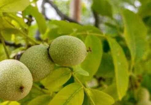 ਇਸ ਤੋਂ ਬਾਅਦ ਤੁਸੀਂ ਇਸ ਉੱਚ ਗੁਣਵੱਤਾ ਵਾਲੇ ਅਖਰੋਟ ਦੇ ਬੀਜ ਲਾ ਦਿਓ। ਇਸ ਨੂੰ ਲਗਭਗ 3 ਦਿਨਾਂ ਤੱਕ ਪਾਣੀ ਵਿੱਚ ਭਿਓਂ ਕੇ ਰੱਖ ਦਿਓ। ਇਸ ਤੋਂ ਬਾਅਦ ਗਮਲੇ ਵਿੱਚ ਦੋ-ਤਿੰਨ ਇੰਚ ਦੀ ਡੂੰਘਾਈ 'ਤੇ ਬੀਜ ਬੀਜੋ ਅਤੇ ਸਿੰਚਾਈ ਕਰਦੇ ਰਹੋ।