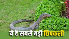 Monitor lizards: ये है भारत की सबसे बड़ी छिपकली, जानें इसके जहर को लेकर एक्सपर्ट ने क्या कहा