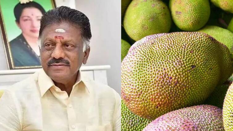 Former Tamil Nadu chief minister O Panneerselvam allotted jackfruit symbol in upcoming lok sabha election OPS Symbol: மன்சூர் அலிகானை தொடர்ந்து ஓபிஎஸ்-க்கும் பலாப்பழம் சின்னம் ஒதுக்கீடு!