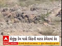 Bhavnagar News । પાલીતાણાના શેત્રુજી ડેમના કાંઠે સિંહની લટારનો વીડિયો થયો વાયરલ
