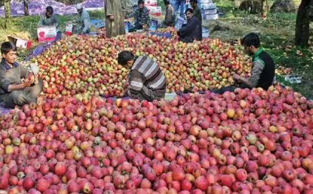 ਇਨ੍ਹਾਂ ਵਿੱਚੋਂ ਕੁਝ ਫਲ ਬਹੁਤ ਸਸਤੇ ਹਨ। ਇਸ ਲਈ ਕੁਝ ਥੋੜੇ ਮਹਿੰਗੇ ਹਨ. ਪਰ ਉਹ ਇੰਨੇ ਮਹਿੰਗੇ ਨਹੀਂ ਹਨ, ਉਹਨਾਂ ਨੂੰ ਖਰੀਦਣ ਤੋਂ ਪਹਿਲਾਂ ਉਹਨਾਂ ਨੂੰ ਬਾਰ ਬਾਰ ਹਿਸਾਬ ਕਰਨਾ ਪਵੇ।