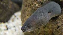 दुनिया की सबसे सुस्त मछली,  27 दिन में तैर पाती है मात्र 1 किलोमीटर