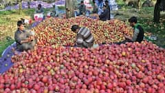 दुनिया का सबसे महंगा फल, कीमत जानकर उड़ जाएंगे होश