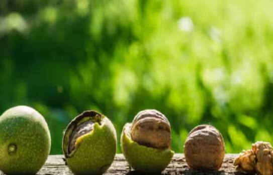 ਸਭ ਤੋਂ ਪਹਿਲਾਂ ਤੁਸੀਂ ਇੱਕ ਗਮਲਾ ਲਓ, ਫਿਰ ਉਸ ਨੂੰ ਮਿੱਟੀ, ਰੇਤ ਅਤੇ ਜੈਵਿਕ ਖਾਦ ਨਾਲ ਭਰ ਦਿਓ।