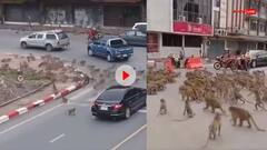 Viral Video: थाईलैंड की सड़कों पर बंदरों के दो गुटों में झड़प, लोगों के बीच मची भगदड़