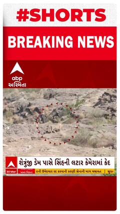 Bhavnagar News । પાલીતાણાના શેત્રુજી ડેમના કાંઠે સિંહની લટારનો વીડિયો થયો વાયરલ