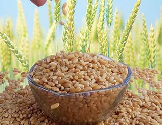 मोठी बातमी! गव्हाच्या किंमती वाढू नये म्हणून सरकारनं घेतला मोठा निर्णय, सविस्तर माहिती एका क्लिकवर