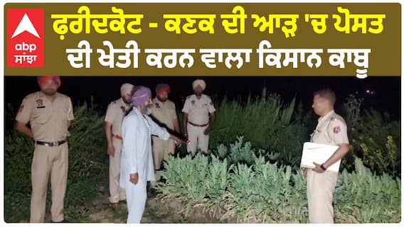 Faridkot News - ਕਣਕ ਦੀ ਆੜ 'ਚ ਪੋਸਤ ਦੀ ਖੇਤੀ ਕਰਨ ਵਾਲਾ ਕਿਸਾਨ ਕਾਬੂ