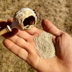 Poppy Seed : ਦੁੱਧ 'ਚ ਆਹ ਚੀਜ਼ ਮਿਲਾ ਕੇ ਪੀਓਗੋ ਤਾਂ ਸਵਾਦ ਦੇ ਨਾਲ-ਨਾਲ ਸਿਹਤ ਨੂੰ ਮਿਲੇਗਾ ਦੁੱਗਣਾ ਲਾਭ