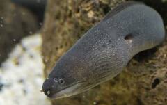 Slowest fish in the world: ਦੁਨੀਆ ਦੀ ਸਭ ਤੋਂ ਸੁਸਤ ਮੱਛੀ, 27 ਦਿਨਾਂ 'ਚ ਤੈਰਦੀ 1 ਕਿਲੋਮੀਟਰ