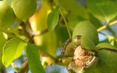 Walnuts Farming: ਘਰ ਵਿੱਚ ਕਰੋ ਅਖਰੋਟ ਦੀ ਖੇਤੀ, ਜਾਣੋ ਸੌਖਾ ਤਰੀਕਾ