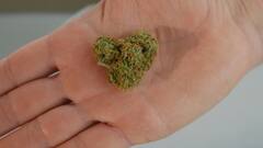 ऐसा नशा जो कुछ बीमारियों के लिए बन गया वरदान