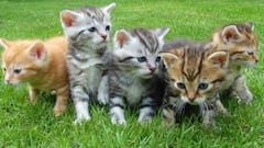 Animals Cause : निरागस दिसणाऱ्या या प्राण्यांमुळे होतात अनेक गंभीर आजार, नाव ऐकून तुम्हीही व्हाल थक्क!