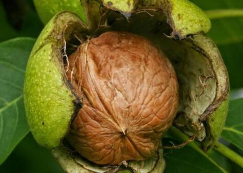 ਗਮਲੇ ਨੂੰ ਘਰ 'ਚ ਅਜਿਹੀ ਜਗ੍ਹਾ 'ਤੇ ਰੱਖੋ ਜਿੱਥੇ ਸਿੱਧੀ ਧੁੱਪ ਆਉਂਦੀ ਹੋਵੇ। ਸਮੇਂ-ਸਮੇਂ ਤੇ ਉਸ ਦੀ ਖਾਦ ਦੀ ਜਾਂਚ ਕਰਦੇ ਰਹੋ। ਇਸ ਵਿੱਚ ਜੈਵਿਕ ਖਾਦ ਭਰਦੇ ਰਹੋ। ਨਮੀ ਦੀ ਜਾਂਚ ਕਰਦੇ ਰਹੋ। ਤਿੰਨ-ਚਾਰ ਸਾਲਾਂ ਵਿੱਚ ਇਸ ਵਿੱਚ ਫਲ ਲੱਗਣੇ ਸ਼ੁਰੂ ਹੋ ਜਾਣਗੇ।