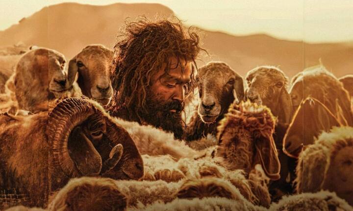 பிரம்மயுகம், மஞ்சுமெல் பாய்ஸ், ப்ரேமலு வரிசையில் இப்படமும் நீண்ட நாட்கள் ஓடி வசூலை அள்ளும் என எதிர்ப்பார்க்கப்படுகிறது. அமலா பால், பிருத்விராஜின் மனைவியாக நடித்துள்ளார் என்பது குறிப்பிடத்தக்கது.