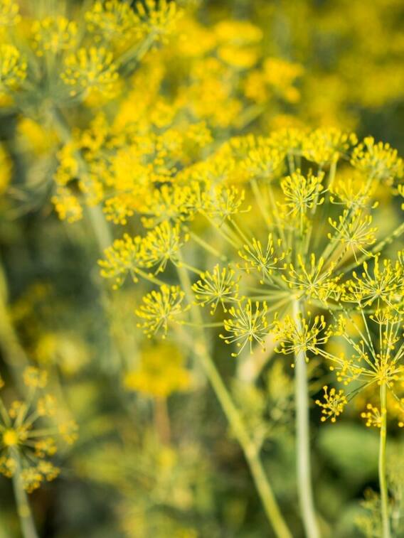 कैसे कर सकते हैं हींग की खेती?