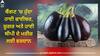 Brinjal Benefits: ਬੈਂਗਣ ਵਿੱਚ ਹੁੰਦਾ ਹਾਈ ਫਾਈਬਰ, ਸ਼ੂਗਰ ਅਤੇ ਹਾਈ ਬੀਪੀ ਦੇ ਮਰੀਜ਼ ਲਈ ਵਰਦਾਨ, ਜਾਣੋ ਖਾਣ ਦਾ ਸਹੀ ਢੰਗ