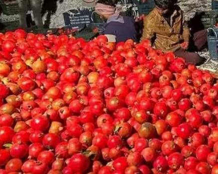 ਅਨਾਰ ਦੀ ਖੇਤੀ ਮੁੱਖ ਤੌਰ ‘ਤੇ ਉੱਤਰ ਪ੍ਰਦੇਸ਼, ਹਰਿਆਣਾ, ਮਹਾਰਾਸ਼ਟਰ, ਆਂਧਰਾ ਪ੍ਰਦੇਸ਼, ਰਾਜਸਥਾਨ, ਤਾਮਿਲਨਾਡੂ, ਕਰਨਾਟਕ ਅਤੇ ਗੁਜਰਾਤ ਵਰਗੇ ਸੂਬਿਆਂ ਵਿੱਚ ਹੁੰਦੀ ਹੈ।