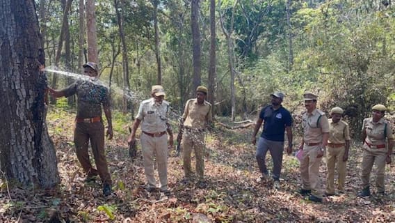 Terminalia Tomentosa Tree: एक ऐसा पेड़ जो गर्मियों में स्टोर करता है पानी, आंध्र में मिले लॉरेल ट्री को देखकर हर कोई हैरान, देखें Video Terminalia Tomentosa Tree: एक ऐसा पेड़ जो गर्मियों में स्टोर करता है पानी, आंध्र में मिले लॉरेल ट्री को देखकर हर कोई हैरान, देखें Video