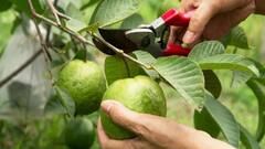 देश में अमरूद किस राज्य में सबसे ज्यादा होते हैं