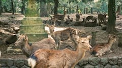 Deer:क्या है वो कस्तूरी जो हिरण के अंदर मौजूद,बाजार में ये बेशकीमती