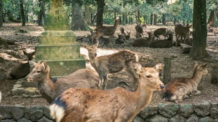 बता दें कि ये हिरण की नाभि के पास एक थैली में होती है. ये दिखने में अंडाकार 3-7.5 सेंटीमीटर लंबी और 2.5-5 सेंटीमीटर चौड़ी होती है. इसकी महक हिरण को दीवाना बनाती रहती है और वो समझ ही नहीं पाता कि ये सुगंध कहां से आ रही है. हिरण इसकी सुंगध को मतवाला होकर सारे वन में ढूंढता रहता है.