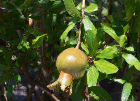 ਅਨਾਰ ਦੇ ਦਰੱਖਤ ‘ਤੇ 3 ਤੋਂ 4 ਸਾਲਾਂ ਤੱਕ ਫਲ ਲੱਗਣਾ ਸ਼ੁਰੂ ਹੋ ਜਾਂਦਾ ਹੈ ਅਤੇ ਇਸ ਦੀ ਉਮਰ 24 ਸਾਲ ਤੱਕ ਹੁੰਦੀ ਹੈ। ਭਾਵ ਕਿ ਤੁਸੀਂ ਇੱਕ ਵਾਰ ਖੇਤੀ ਕਰਨ ਤੋਂ ਬਾਅਦ 24 ਸਾਲ ਤੱਕ ਫਾਇਦਾ ਚੁੱਕ ਸਕਦੇ ਹੋ।