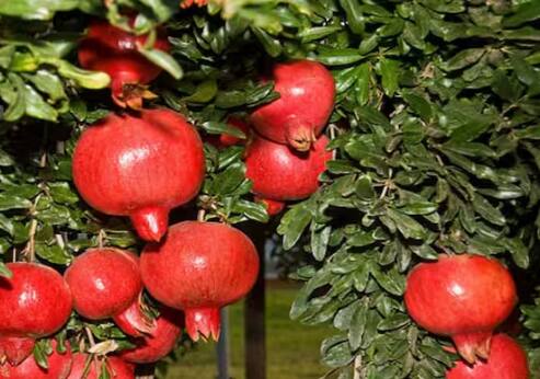 ਇੱਕ ਅਨਾਰ ਦਾ ਰੁੱਖ ਲਗਭਗ 80 ਕਿਲੋ ਫਲ ਦਿੰਦਾ ਹੈ। ਇਸ ਤਰ੍ਹਾਂ ਇੱਕ ਹੈਕਟੇਅਰ ਵਿੱਚ ਲਗਭਗ 4800 ਕੁਇੰਟਲ ਫਲ ਲੱਗਦਾ ਹੈ। ਇਸ ਦੇ ਜ਼ਰੀਏ ਤੁਸੀਂ ਆਸਾਨੀ ਨਾਲ ਸਾਲਾਨਾ 5 ਤੋਂ 6 ਲੱਖ ਰੁਪਏ ਕਮਾ ਸਕਦੇ ਹੋ।