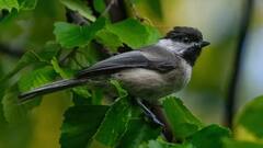 Chickadee Birds: इंसानों की तरह है इस छोटी सी पक्षी की याददाश्त, वैज्ञानिकों ने बताई इसके पीछे की खास वजह