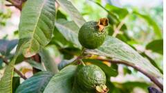 देश में अमरूद किस राज्य में सबसे ज्यादा होते हैं