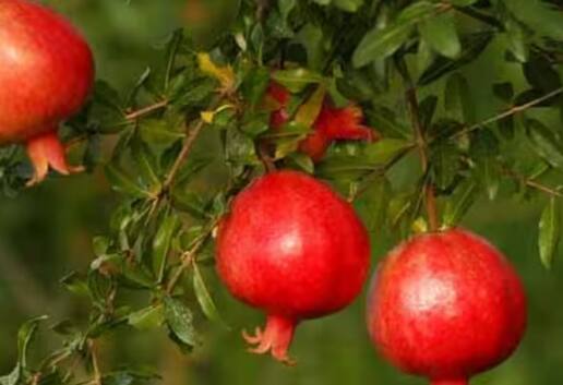 ਅਨਾਰ ਦੀ ਕਾਸ਼ਤ ਲਈ ਰੇਤਲੀ-ਦੋਮਟ ਮਿੱਟੀ ਬਿਹਤਰ ਹੁੰਦੀ ਹੈ। ਬਰਸਾਤ ਦੇ ਮੌਸਮ ਵਿੱਚ ਅਨਾਰ ਦਾ ਬੂਟਾ ਲਗਾਉਣਾ ਸਭ ਤੋਂ ਵਧੀਆ ਹੁੰਦਾ ਹੈ। ਇਨ੍ਹਾਂ ਦੀ ਸਿੰਚਾਈ ਕਰਨੀ ਬਹੁਤ ਜ਼ਰੂਰੀ ਹੁੰਦੀ ਹੈ। ਸਿੰਚਾਈ ਹਫ਼ਤੇ ਵਿੱਚ ਇੱਕ ਵਾਰ ਜ਼ਰੂਰ ਕਰਨੀ ਚਾਹੀਦੀ ਹੈ।