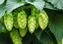 World's Most Expensive Vegetable: ਇਹ ਹੈ ਦੁਨੀਆ ਦੀ ਸਭ ਤੋਂ ਮਹਿੰਗੀ ਸਬਜ਼ੀ, ਇੰਨੇ ਪੈਸਿਆਂ ‘ਚ ਆ ਜਾਵੇਗਾ ਨਵਾਂ ਆਈਫੋਨ