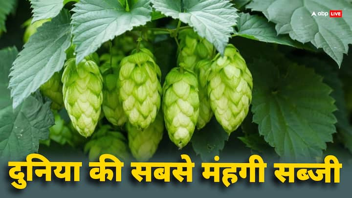 World's Most Expensive Vegetable: दुनिया की सबसे महंगी सब्जी का नाम है हाॅप शूट्स. जितने में भारत में आप एक नया आईफोन खरीद सकते हैं. करीब उतने में ही 1 किलोग्राम हाॅप शूट्स मिलती है.जानें इसकी कीमत.