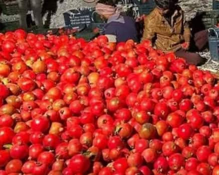 Pomegranate Farming Tips: ਪਿਛਲੇ ਕੁਝ ਸਮੇਂ ਤੋਂ ਕਿਸਾਨਾਂ ਨੇ ਅਨਾਰ ਦੀ ਖੇਤੀ ਵੱਲ ਧਿਆਨ ਦੇਣਾ ਸ਼ੁਰੂ ਕੀਤਾ ਹੈ, ਕਿਉਂਕਿ ਅਨਾਰ ਦੀ ਖੇਤੀ ਕਰਨ ਨਾਲ ਕਿਸਾਨਾਂ ਨੂੰ ਚੰਗਾ ਮੁਨਾਫ਼ਾ ਹੋ ਰਿਹਾ ਹੈ।