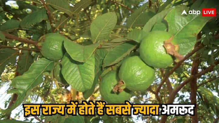 Most Guava Producing State:  दुनिया में अगर सबसे ज्यादा अमरुद उत्पादन की बात की जाए तो वह भारत में होता है. भारत में अमरूद की खेती सबसे ज्यादा उत्तर प्रदेश में की जाती है.