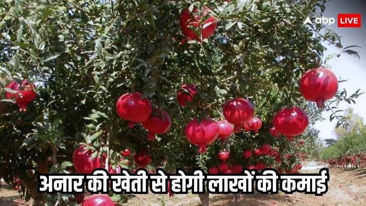 Pomegranate Farming Tips: पिछले कुछ समय से किसान अनार की खेती के प्रति काफी आकर्षित हुए हैं. अनार की खेती से किसानों को अच्छा खासा मुनाफा हो रहा है. अनार की मार्केट में भारी डिमांड रहती है.