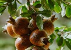 Pomegranate Farming Tips: ਅਨਾਰ ਦੀ ਖੇਤੀ ਕਰ ਦੇਵੇਗੀ ਮਾਲਾਮਾਲ, ਬਸ ਇਸ ਗੱਲ ਦਾ ਰੱਖੋ ਖਾਸ ਧਿਆਨ