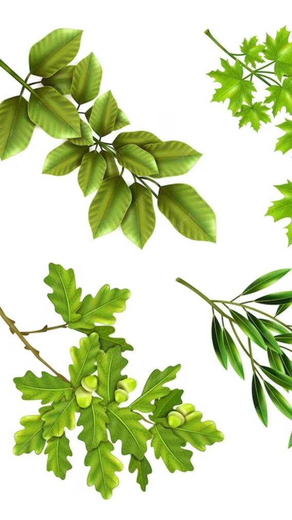 बड़े काम के होते हैं मोरिंगा के पत्ते, पता है?