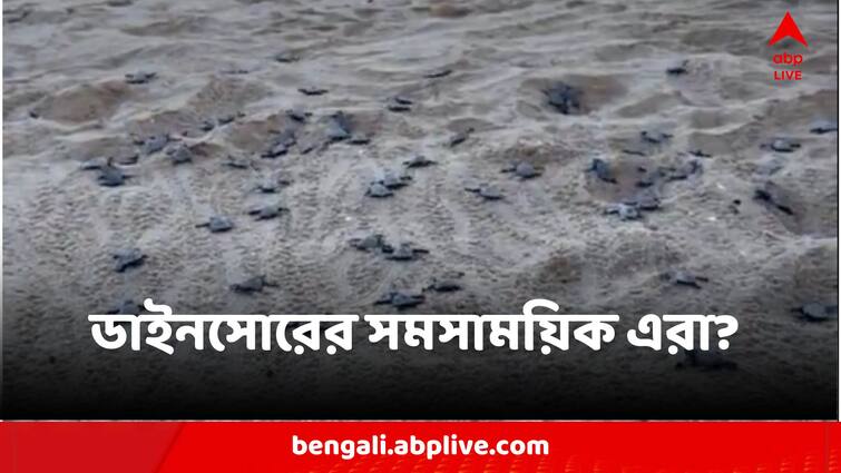 IAS Officer Shares Video of Olive Ridley Turtle With An Interesting Update Saying They Dated Back To The Time Of Dinosaurs Viral News: ডাইনোসরের সময়েও ছিল 'অলিভ রিডলে', ভিডিও-র সঙ্গে দুরন্ত তথ্য আইএএস অফিসারের
